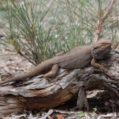 Pogona barbata at Hackett, ACT - 17 Mar 2019