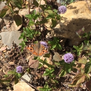 Junonia villida at Burra, NSW - 24 Mar 2019 02:03 PM