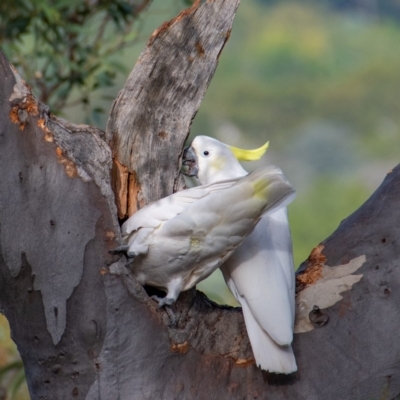 Cacatua galerita (Sulphur-crested Cockatoo) at Mount Ainslie - 22 Mar 2019 by b