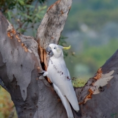 Cacatua galerita at Majura, ACT - 23 Mar 2019 09:33 AM