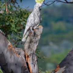 Cacatua galerita at Majura, ACT - 23 Mar 2019 09:33 AM