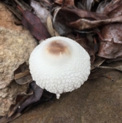 Unidentified Cup or disk - with no 'eggs' at Mirador, NSW - 24 Mar 2019 by hynesker1234