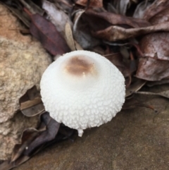Unidentified Fungus, Moss, Liverwort, etc (TBC) at Mirador, NSW - 24 Mar 2019 by hynesker1234