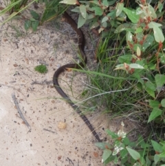 Notechis scutatus (Tiger Snake) at Eden, NSW - 24 Mar 2019 by Allan