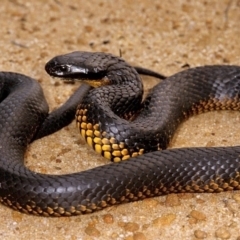 Notechis scutatus at Ben Boyd National Park - 24 Mar 2019 06:26 PM