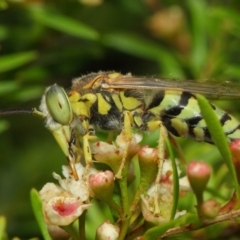 Bembix sp. (genus) (Unidentified Bembix sand wasp) at ANBG - 17 Mar 2019 by TimL