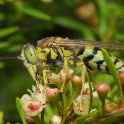 Bembix sp. (genus) (Unidentified Bembix sand wasp) at Hackett, ACT - 17 Mar 2019 by TimL