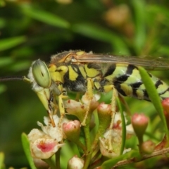 Bembix sp. (genus) (Unidentified Bembix sand wasp) at Hackett, ACT - 17 Mar 2019 by TimL