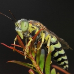 Bembix sp. (genus) at Hackett, ACT - 17 Mar 2019