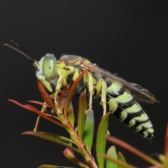 Bembix sp. (genus) at Hackett, ACT - 17 Mar 2019