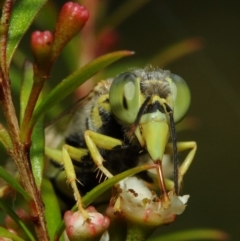 Bembix sp. (genus) at Hackett, ACT - 17 Mar 2019