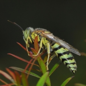 Bembix sp. (genus) at Hackett, ACT - 17 Mar 2019