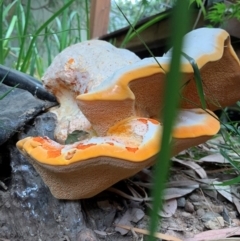 Piptoporus australiensis (Curry Punk) at Curtin, ACT - 18 Mar 2019 by Heino1