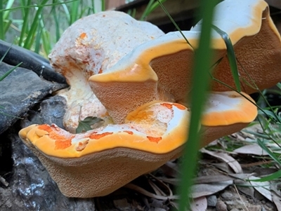 Piptoporus australiensis (Curry Punk) at Curtin, ACT - 17 Mar 2019 by Heino1