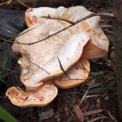 Piptoporus australiensis at Curtin, ACT - 18 Mar 2019