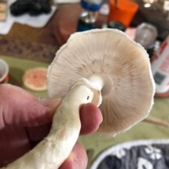 Lepiota s.l. at Eden, NSW - 25 Mar 2019 by Allan