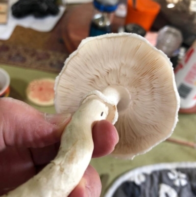 Unidentified Fungus at Eden, NSW - 24 Mar 2019 by Allan
