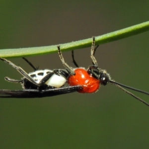 Braconidae (family) at Acton, ACT - 17 Mar 2019