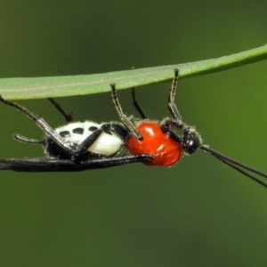 Braconidae (family) at Acton, ACT - 17 Mar 2019 01:08 PM