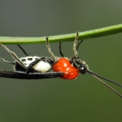 Braconidae (family) at Acton, ACT - 17 Mar 2019