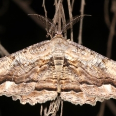 Scioglyptis lyciaria (White-patch Bark Moth) at Ainslie, ACT - 24 Mar 2019 by jb2602