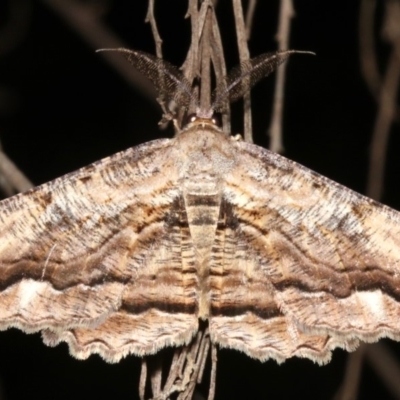Scioglyptis lyciaria (White-patch Bark Moth) at Ainslie, ACT - 24 Mar 2019 by jb2602