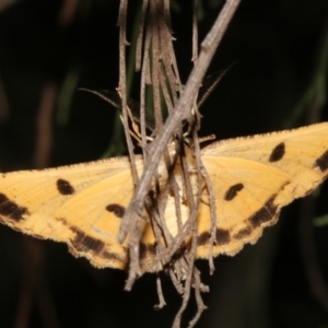 Scioglyptis lyciaria at Ainslie, ACT - 24 Mar 2019 11:14 PM