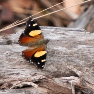 Vanessa itea at Paddys River, ACT - 20 Mar 2019 12:44 PM