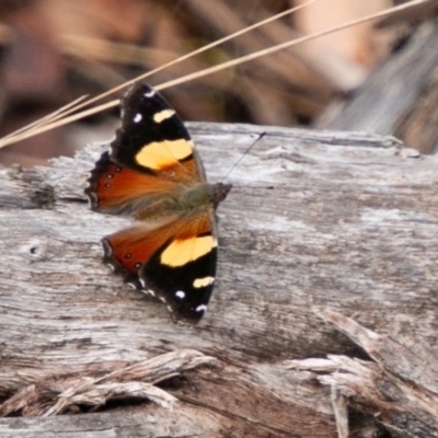 Vanessa itea (Yellow Admiral) at Paddys River, ACT - 20 Mar 2019 by SWishart