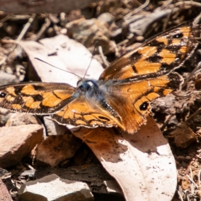 Heteronympha penelope (Shouldered Brown) at Paddys River, ACT - 20 Mar 2019 by SWishart