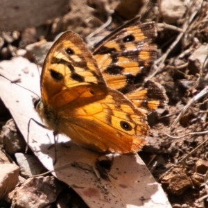 Heteronympha penelope at Paddys River, ACT - 20 Mar 2019