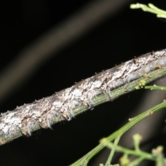 Lasiocampidae (family) immature (Lappet & Snout Moths) at Mount Ainslie - 6 Mar 2019 by jb2602