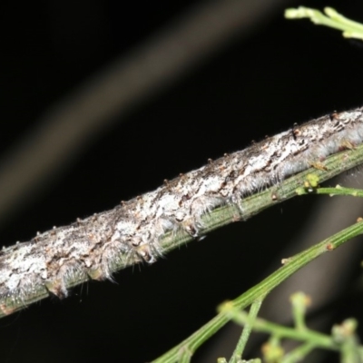 Lasiocampidae (family) IMMATURE (ALappet or Snout Moth (Lasiocampidae) at Ainslie, ACT - 6 Mar 2019 by jb2602