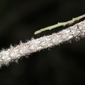 Lasiocampidae (family) immature at Ainslie, ACT - 6 Mar 2019