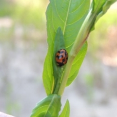 Coccinella transversalis (Transverse Ladybird) at Paddys River, ACT - 20 Feb 2019 by michaelb