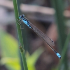 Ischnura heterosticta (Common Bluetail Damselfly) at Paddys River, ACT - 20 Feb 2019 by michaelb