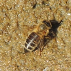 Apis mellifera (European honey bee) at Tuggeranong Hill - 27 Feb 2019 by michaelb