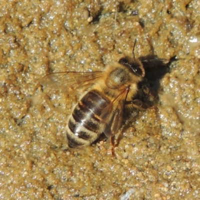 Apis mellifera (European honey bee) at Theodore, ACT - 27 Feb 2019 by michaelb