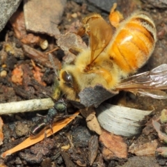 Rhytidoponera metallica (Greenhead ant) at Acton, ACT - 17 Mar 2019 by TimL