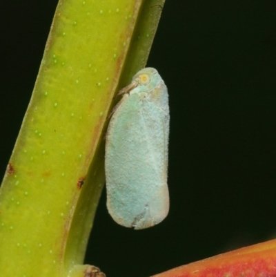 Anzora unicolor (Grey Planthopper) at Acton, ACT - 17 Mar 2019 by TimL