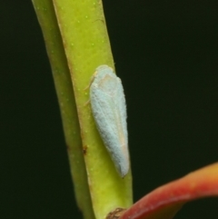 Anzora unicolor at Acton, ACT - 17 Mar 2019 01:19 PM