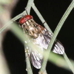 Muscidae (family) (Unidentified muscid fly) at Ainslie, ACT - 6 Mar 2019 by jbromilow50