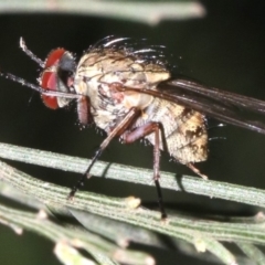 Muscidae (family) at Ainslie, ACT - 6 Mar 2019 10:52 PM