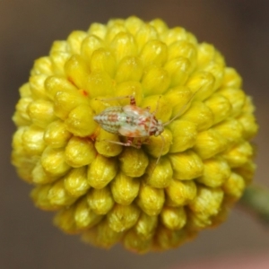 Miridae (family) at Acton, ACT - 17 Mar 2019 01:27 PM