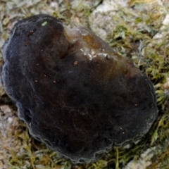 Auricularia delicata (Auricularia delicata) at Bodalla State Forest - 21 Mar 2019 by Teresa