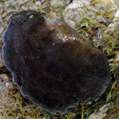 Auricularia delicata (Auricularia delicata) at Box Cutting Rainforest Walk - 22 Mar 2019 by Teresa