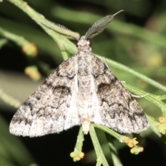 Lipogya exprimataria (Jagged Bark Moth) at Mount Ainslie - 6 Mar 2019 by jb2602