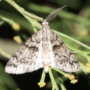 Lipogya exprimataria at Ainslie, ACT - 6 Mar 2019