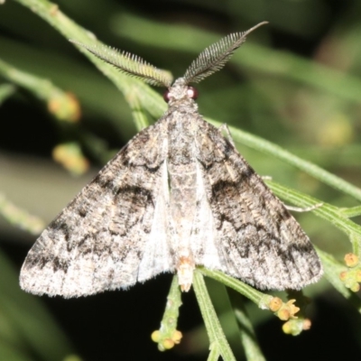 Lipogya exprimataria (Jagged Bark Moth) at Ainslie, ACT - 6 Mar 2019 by jb2602