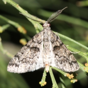 Lipogya exprimataria at Ainslie, ACT - 6 Mar 2019